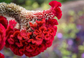 Maybe you would like to learn more about one of these? How To Care For Celosia Plants