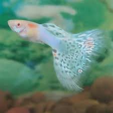 Pin On Unique Freshwater Aquatic Life