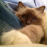 When Kenzo Was A Kitten Kittens Cats Birman