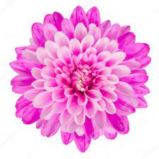 Pink Chrysanthemum Flower Isolated On White Background Stock Photo Aff Flower Isolated Pink Chr Chrysanthemum Flower White Background Pink Flowers