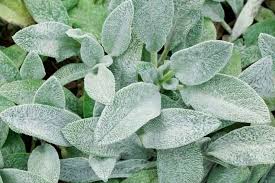 Image result for Stachys