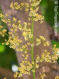 Image result for Pseudospondias