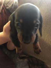 Ask questions and learn about dachshunds at nextdaypets.com. Dachshund Puppies For Sale In Michigan Petswall