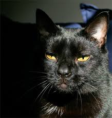 Arti mimpi kucing ternyata memiliki tafsir yang beragam baik yang menandakan kebaikan atau keburukan. 49 Gambar Mozaik Kucing Hitam Putih Rudi Gambar