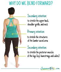 Yoga relies on eccentric contraction, where the muscle stretches as it contracts, giving the muscles that sleek, elongated look while increasing flexibility in the muscles and joints. Why Do We Do Forward Bends In Yoga