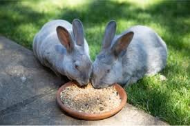 In such a way they gain valuable experience without taking too great a risk. 8 Foods That Are Fatal To Rabbits Or Never Be Fed To A Rabbit