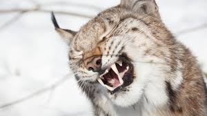 Halten sie also abstand vom zertrümmerten obelisken > gehen sie dann in den wald jenseits des sees und suchen sie durch die bäume, um einen luchs zu finden. Youtube Video Diese Luchse Klingen Wie Streitende Teenager Stern De