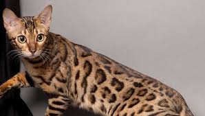 Jual anak kucing persia murah dan lucu. Harga Kucing Hutan Kucing Kucing Bengal Hewan