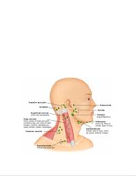 Image result for Submandibular Exam