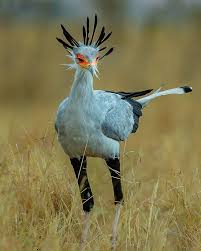 Unlike most birds of prey, the secretary bird is largely terrestrial which means it hunts its prey on foot. Secretary Bird Natureisfuckinglit