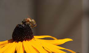 We would like to show you a description here but the site won't allow us. Make Scents Flowers Your Fresh Cut Wholesale Floral Distributor