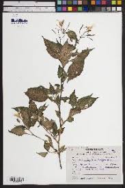 Image result for Impatiens austrotanzanica