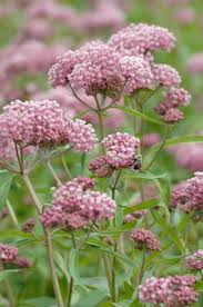 Asclepias Incarnata Rose Milkweed Asclepias Incarnata Milkweed Plant Plants