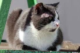 The hair loss in cats can be just as disturbing for them as it is for us to see. Mange In Cats Causes Symptoms Treatment And Prevention Daily Paws