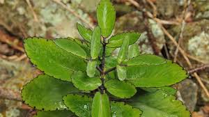 Image result for Kalanchoe laciniata