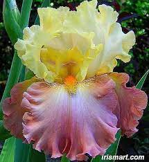 High Chaparral Tall Bearded Iris Iris Flowers Iris Garden Unusual Flowers