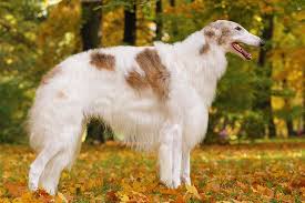 Historically, this dog served as hunting companion to the russian aristocracy; 10 Elegant Facts About The Borzoi Dog Breed Zabava Pets