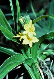 Image result for Hypoxidaceae