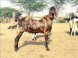 You can raise several goats easily in your small farm. Al Buraq Goat Farm Eid Goat Sirohi Goat Sojat Goat Video Dailymotion