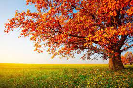 Find hd wallpapers for your desktop, mac, windows, apple, iphone or android device. A Day In The Field Large Nature Landscape Canvas Photography Print Tree Photography Scenery Wallpaper Beautiful Scenery Wallpaper