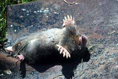 It is important to know the difference between mole and vole damage to the landscape. What Do Moles Eat Types Of Moles What Eats Moles Bioexplorer
