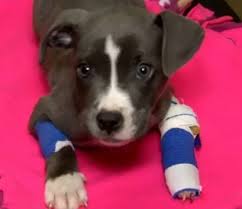 The Dog - A homeless senior dog was spotted roaming outside near a train  station. He was cold, scared and depressed, and Howl Of A Dog knew they had  to save him.