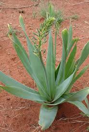 Image result for Dipcadi