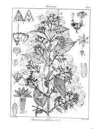 Image result for Jasminum breviflorum