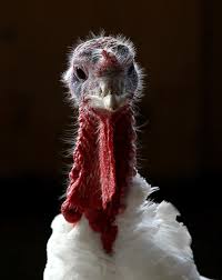 An estimated 88 percent of all americans eat turkey on thanksgiving. Just The Facts Please The Turkey Facts