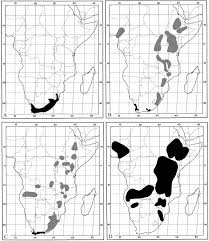 Image result for Lefebvrea grantii