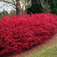 P.j.m. rhododendrons (rhododendron x p.j.m.) grow best. 11 Living Fences That Look Better Than Chain Link Flowering Bushes Natural Fence Plants