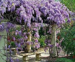 Amethyst Falls Wisteria Vine Live Plants Outdoor Gardens Backyard Trellis