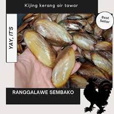 Dewasa ini, teknik budidaya udang air tawar menggunakan kolam terpal cukup banyak digunakan. Mengolah Kijing Besar Air Tawar Mengolah Kijing Besar Air Tawar Mengolah Kijing Besar Air Tawar Resep Kijing Masak Lemak Ikan Air Tawar Memang Cocok Untuk Dipelihara Baik Dijadikan Hiasan Diakuarium Atau
