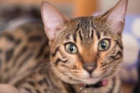 Animals of the world animals and pets cute animals wild animals beautiful cats animals beautiful animals amazing majestic animals cats are assholes. Bengal Cat Facts