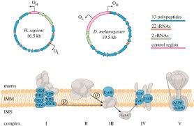 Why does an animal cell have a mitochondria? A Battle For Transmission The Cooperative And Selfish Animal Mitochondrial Genomes Open Biology