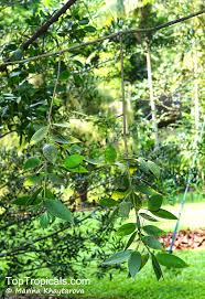 Image result for Nageia