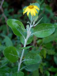 Image result for Chrysanthemoides monilifera