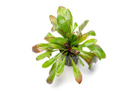 Image result for Phyllanthus parvulus