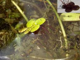 Image result for Spirodela