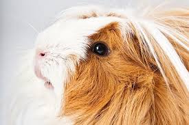 Hallo, eine bekannte behauptet dass mein peruaner viel zu langes haar hätte. Angora
