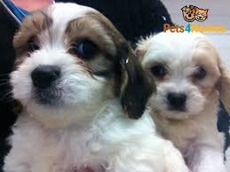 Pet Advert No Longer Exists Cavachon Puppies Cavachon Puppies