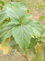 Image result for Ocimum urundense