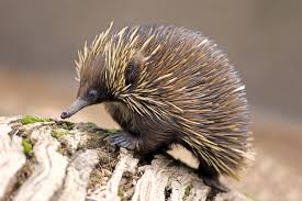 Echidna Australian Animals Weird Animals Australian Native Animals