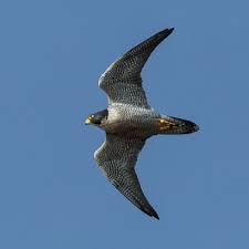 A common bird of prey (a group of hunting birds that includes such birds as hawks and eagles), the. Peregrine Falcon Falco Peregrinus Boreal Songbird Initiative