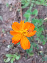 Cosmos Texas Wildflower Planting Flowers Wild Flowers Plants