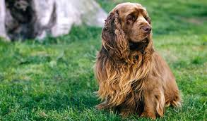 Image result for sussex španěl