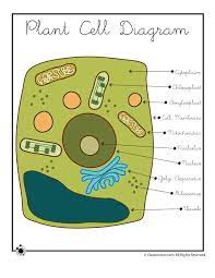 We did not find results for: 15 3d Cell Project Ideas Cells Project 3d Cell Cell Model