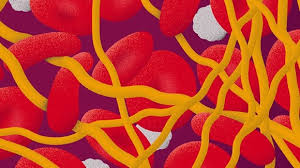 Image result for Anticoagulation