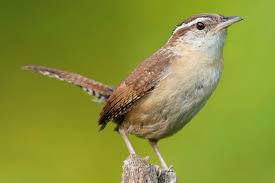 In summer they nest and raise young. How To Attract Wrens To Your Yard