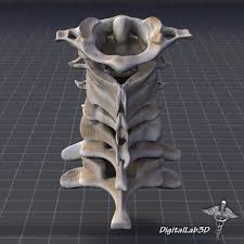 Pin By Alysha Ihlenfeld On Anatomy In 2020 Cervical Vertebrae Cervical Vertebrae